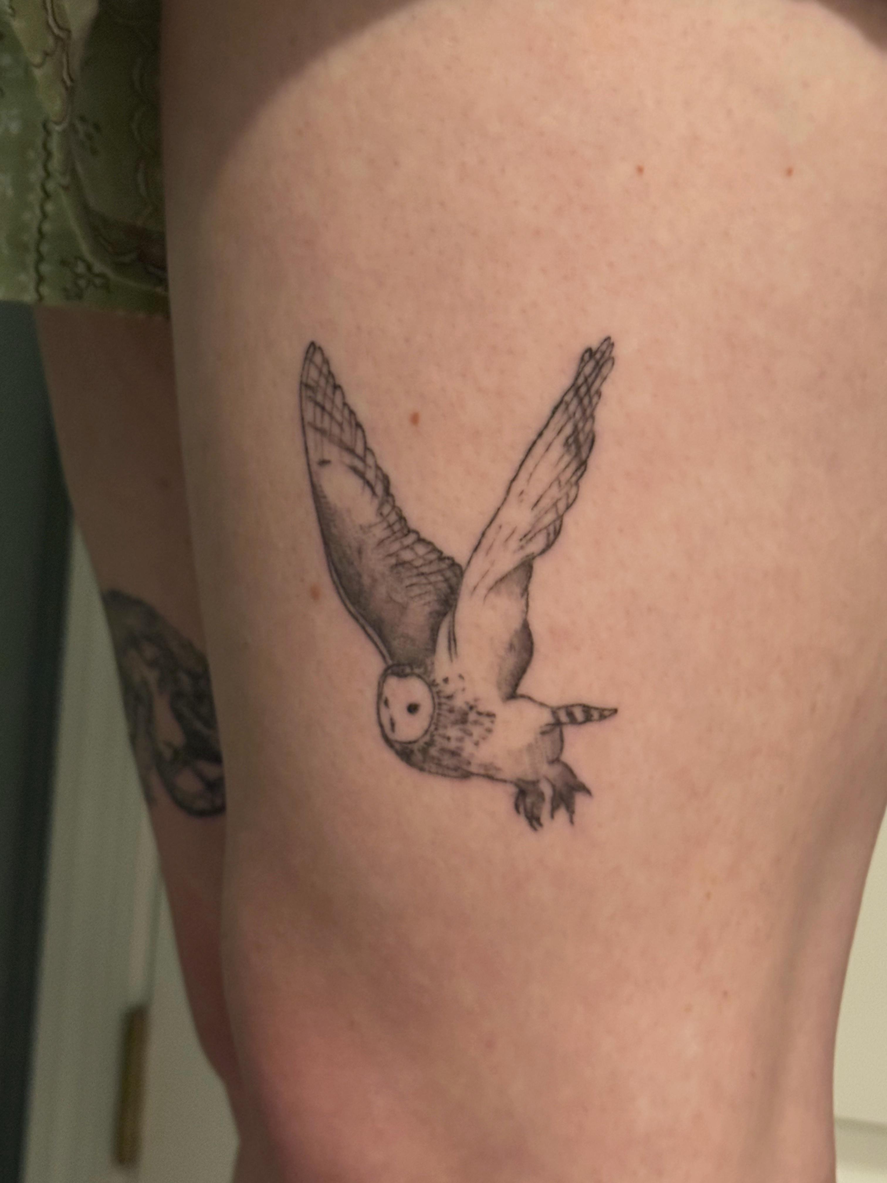 Owl 1